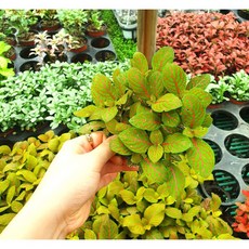 아스토리아탄야