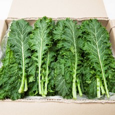 [프레시팜] 쌈채소 청겨자 1kg 2kg