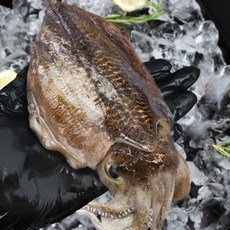 그대의밥상 국산 생물 갑오징어, 1개, 1kg (6미 내외)