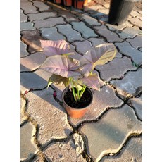 싱고니움핑크스팟