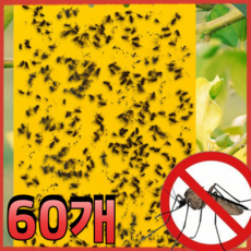 권연벌레 초파리 러브버그 모기 바퀴벌레 퇴치 끈끈이 트랩, 60개, 10g