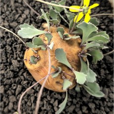 아프리카식물 오소나 카카리오이데스/ 희귀다육이 인테리어식물 반려식물, 1개