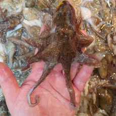 여수아빠다 급냉X 국내산 생물 쭈꾸미 1kg, 1개, 2kg (30미 내외)