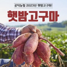 eTV 2023 농협 김제 햇 한입 밤고구마(3kg*1박스), 1