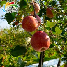 하늘뜨레 제천 하늘뜨레 농협 세척사과 6kg, 단일옵션