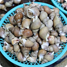 [산지직송] 올바른농장 산소포장된 활 백고동, 특대(5미 내외), 1세트, 500g