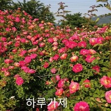 기타 사계장미(넝쿨) 하루가제 포트(분) 키1.2m 1주, 본상품선택 - 하루가제