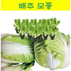 배추모종