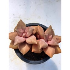 푸토엔시스