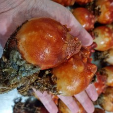 활멍게 통영 산지직송 깐멍게 제철 자연산, 깐 멍게, 1개, 500g
