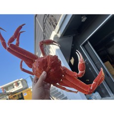 S급 러시아 박달대게 3kg, 3개