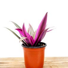 네일샵개업선물