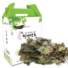 천년약초 참가시나무잎 차 110mlX60개입 금전초 참가시나무, 1박스, 60개입, 110ml