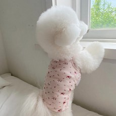 봉쥬르뚜뚜우비