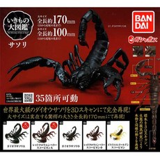  일본 반다이 BANDAI 전갈 곤충 피규어 5종 세트 생물 대도감 뽑기 캡슐 토이 