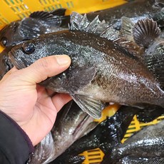반건조 우럭 우럭매운탕 건조우럭구이, 1개, 반건조 우럭 2미 500g내외