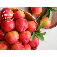 [초신선/당일배송] 새콤달콤 자두 1kg 5kg 산지직송 프리미엄, (특1등급) 자두 1kg(8-12과), 1개