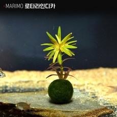 아쿠아리안타로