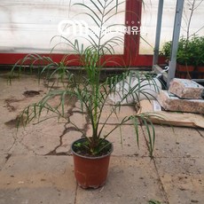 40~60cm 139 피닉스야자 중품