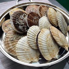 대왕참가리비
