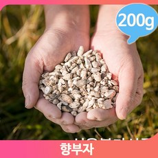 향부자