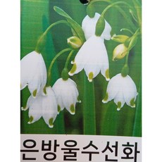 행복한꽃순이/은방울수선화/노지월동, 1개