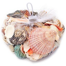 꾸미기조개껍데기