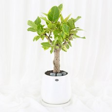 99플라워 (당일수령) 플랜테리어 뱅갈고무나무 [ST-D741] - 승진 관엽 축하 화분 공기정화식물 배달, 1개