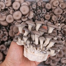 느타리버섯볶음