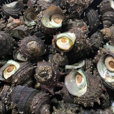 [전장유통] 자연산 뿔소라 1kg(8-10)미 내외
