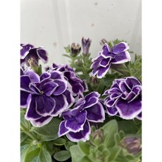 [다온야생화] W5293 겹사피니아.겹페츄니아.흑진주 (퍼플) (10cm) [랜덤]