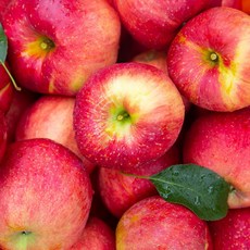 [블루밍그린] 건강한아침 경북 햇 사과, 1개, 5kg 소과(23-38)