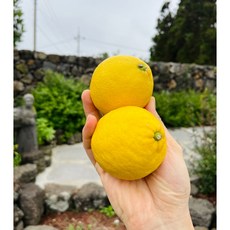 [시온] 청정제주의 레몬 못난이 중대과, 9kg(상품), 1박스