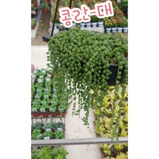 인판티노대롱대롱
