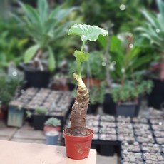 알로카시아네뷸라