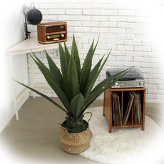 아가베아테누아타