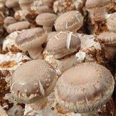  원형 표고버섯 배지 6개묶음 국내산 참나무 톱밥 재배 종균 버섯키우기 버섯배지 버섯베지 놀이방 자연체험 학교 유치원 어린이집 가정집, 6개 