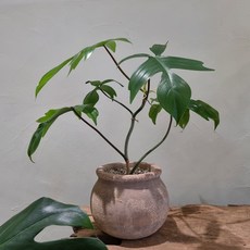 플로리다뷰티그린
