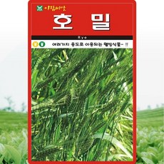 호밀 씨앗 호밀 씨 종자 30g, 1개