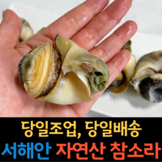 싱싱한 국산 서해안 자연산 생물 참소라 중 대 1kg, [중] 사이즈 2kg (20미내외)