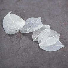 스켈레톤나뭇잎