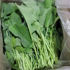 추천5유채나물무침