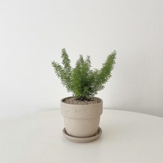 아스파라거스메이리 TOP01