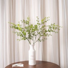 세네시오아이비