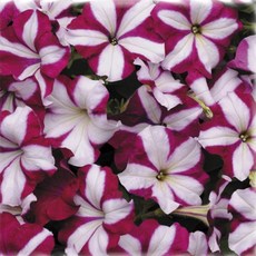 이지두잉웨이브