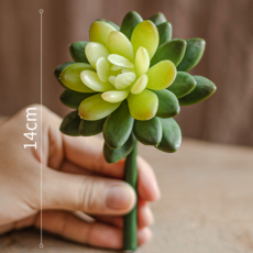 석연화