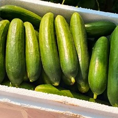 다이어트 맛있는 미니오이 상 1kg 20개 내외 스낵오이 피클오이, 1개