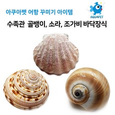 아쿠아펫 어항 꾸미기 수족관 골뱅이 소라 조가비 바닥장식 3종, 조가비 조개 5개, 1개
