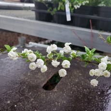 장미조팝