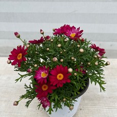 [다은꽃농원]목마가렛(중) 빨강꽃 나무쑥갓 키우기쉬운 실내공기정화식물 인테리어, 1개